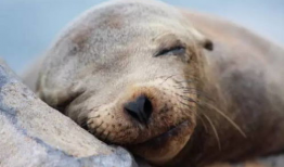 海狮视频,海洋萌宝的趣味瞬间